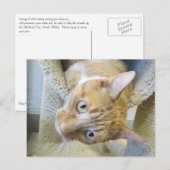 Orangefarbene und weiße Katze Postkarte (Vorne/Hinten)