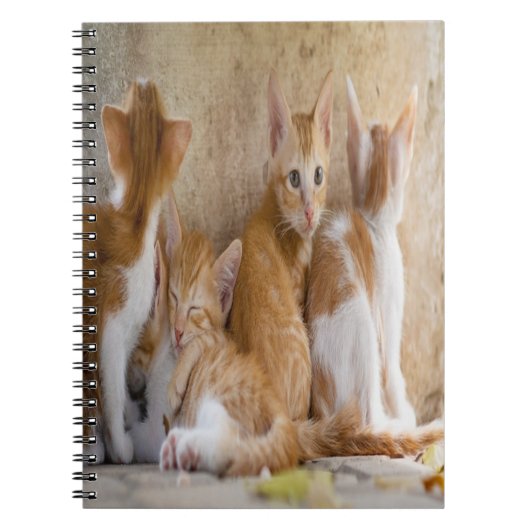 Orangefarbene und weiße Tablette mit Kätzchen/Foto Notizblock (Vorderseite)