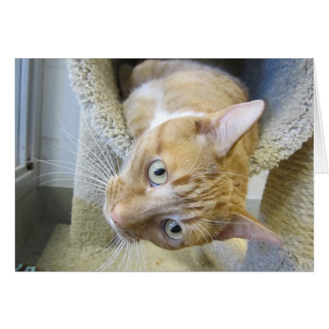 Orangefarbene und weiße Tablettenkatze (Vorderseite (Horizontal))