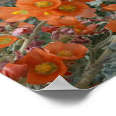 Orangefarbene Wüstenglühende Blume im Blut Poster (Ecke)