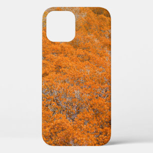 Orangefarbener Blick auf den Wald. Orangefarbener Case-Mate iPhone Hülle