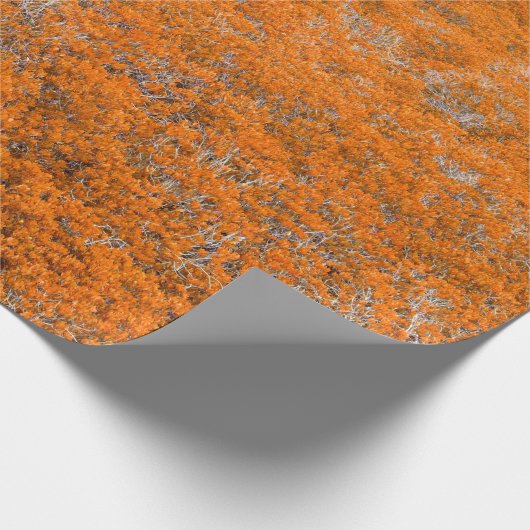 Orangefarbener Blick auf den Wald. Orangefarbener Geschenkpapier (Ecke)