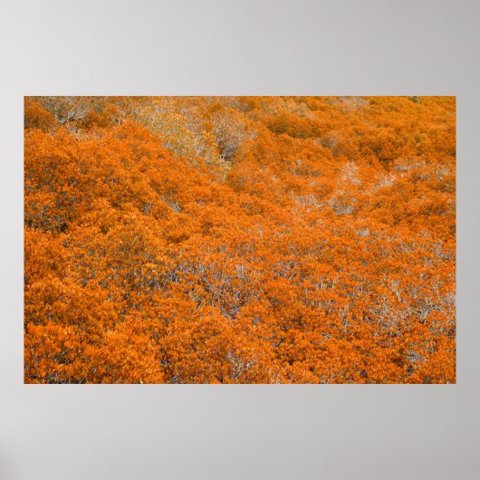 Orangefarbener Blick auf den Wald. Orangefarbener Poster (Vorne)
