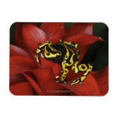 Orangefarbener Dartfrosch Dendrobates leucomelas Magnet (Horizontal)