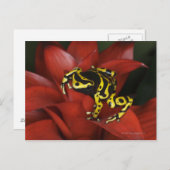 Orangefarbener Dartfrosch Dendrobates leucomelas Postkarte (Vorne/Hinten)