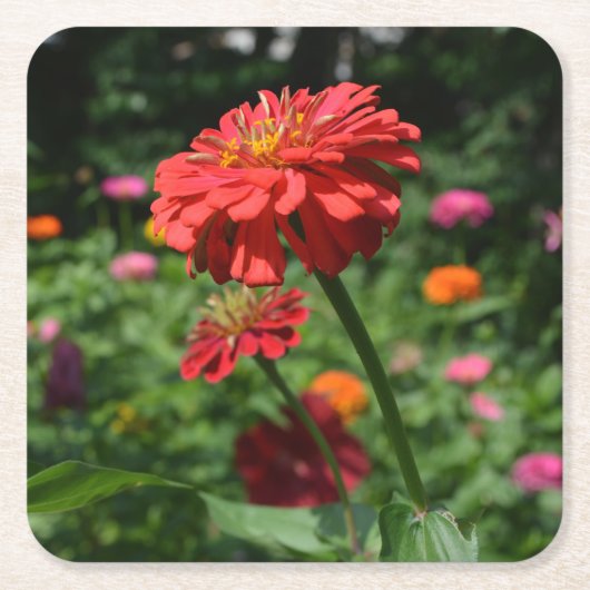 Orangefarbener Garten, Zinnia, Kosmo, Sonnenblumen Rechteckiger Pappuntersetzer (Vorderseite)
