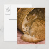 Orangefarbener Schlaf in Hürde Postkarte (Vorne/Hinten)