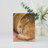 Orangefarbener Schlaf in Hürde Postkarte (Stehend Vorderseite)