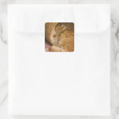Orangefarbener Schlaf in Hürde Quadratischer Aufkleber (Tasche)