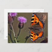 Orangefarbener Schmetterling auf der lila Blume Postkarte (Vorne/Hinten)