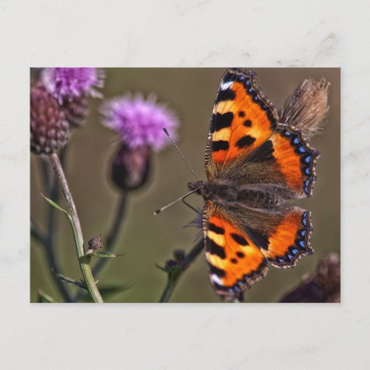 Orangefarbener Schmetterling auf der lila Blume Postkarte (Vorderseite)