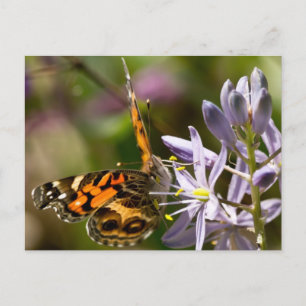 Orangefarbener Schmetterling auf wilder Hyazinthe Postkarte