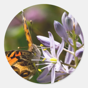 Orangefarbener Schmetterling auf wilder Hyazinthe Runder Aufkleber