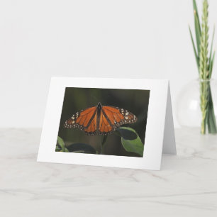 Orangefarbener Schmetterling Naturfoto Leerkarte Karte