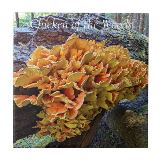 Orangefarbenes Huhn im Wald Pilz Fliese (Vorderseite)