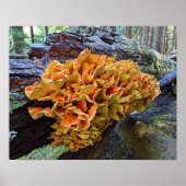 Orangefarbenes Huhn im Wald Pilz Poster (Vorne)