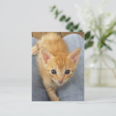 Orangefarbenes Kätzchen Postkarte (Stehend Vorderseite)