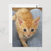 Orangefarbenes Kätzchen Postkarte (Vorne/Hinten)