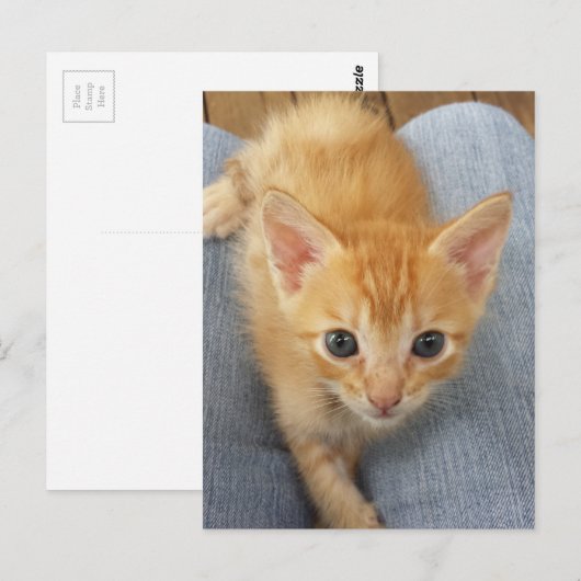 Orangefarbenes Kätzchen Postkarte (Vorne/Hinten)
