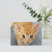 Orangefarbenes Kätzchen Postkarte (Stehend Vorderseite)