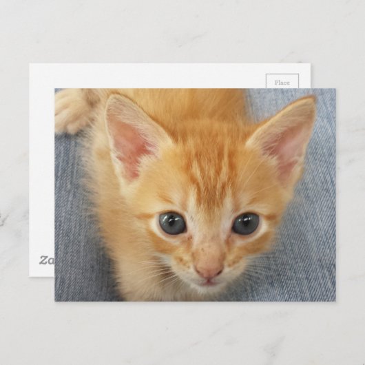 Orangefarbenes Kätzchen Postkarte (Vorne/Hinten)
