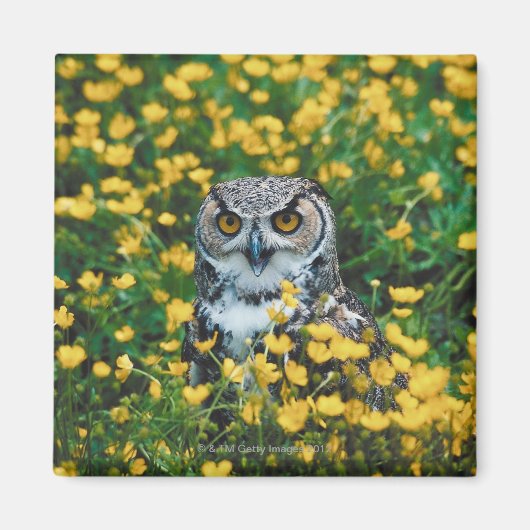 Orangefarbenes Mit Augen Eule im Wiese der Blume Magnet (Vorne)