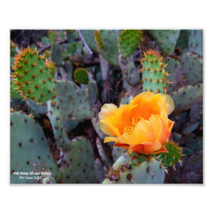 Orangefarbenes Orangenopuntia Kakteen stachelförmi Fotodruck