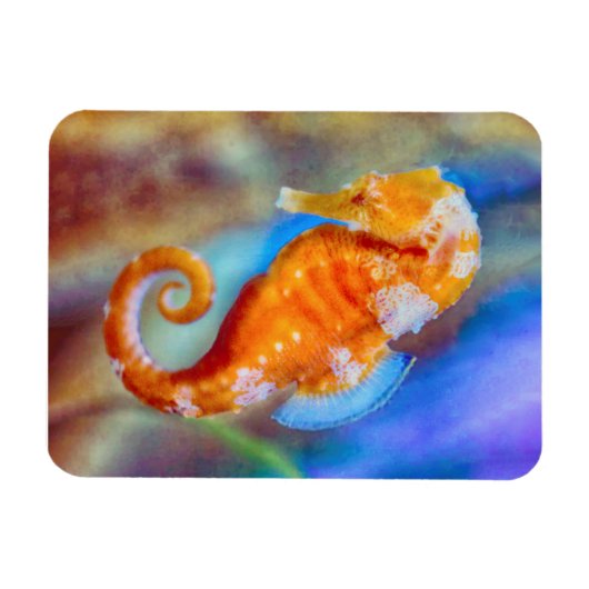 Orangefarbenes Seepferd Magnet (Horizontal)