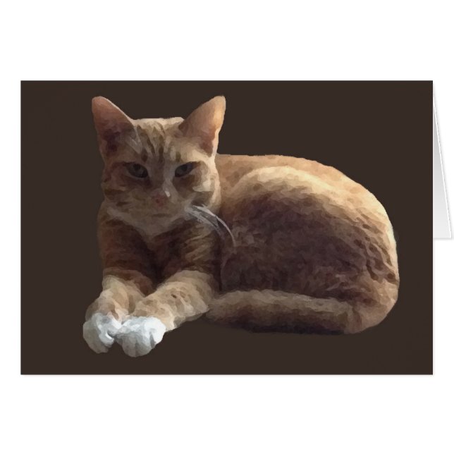 Orangefarbenes Tabby mit weißer Katze (Vorderseite (Horizontal))