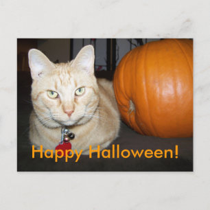 Orangefatze mit Pumpkin Postkarte