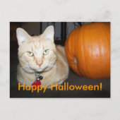 Orangefatze mit Pumpkin Postkarte (Vorderseite)