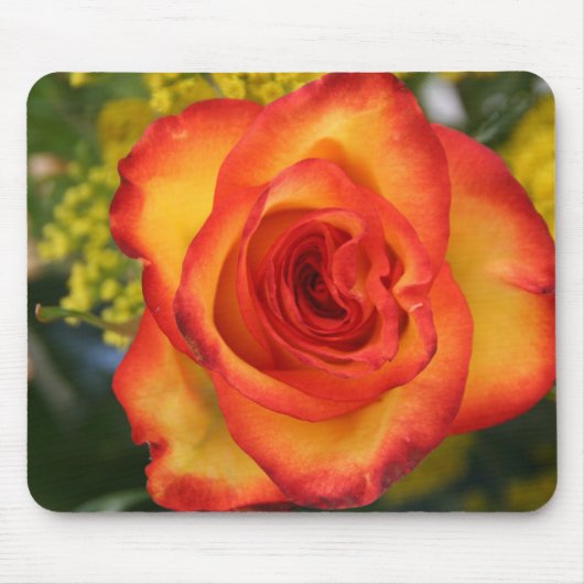 Orangeflippte Rose Mousepad (Vorne)