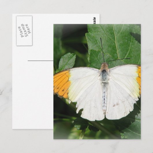 Orangeflippte weiße Flügelbutt Postkarte (Vorne/Hinten)