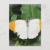 Orangeflippte weiße Flügelbutt Postkarte (Vorderseite)