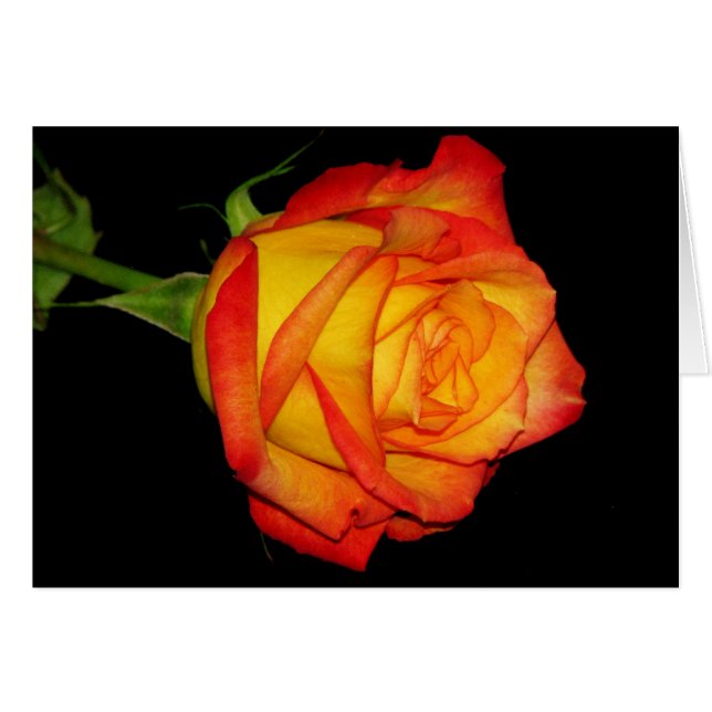 Orangegelbe Rose (Vorderseite (Horizontal))