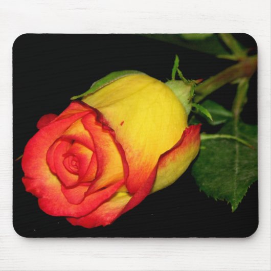 Orangegelbe Rose Mousepad (Vorne)
