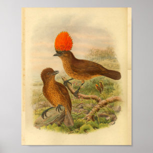 Orangeköpfiger Laubenvogel Brauner Vintage-Druck Poster