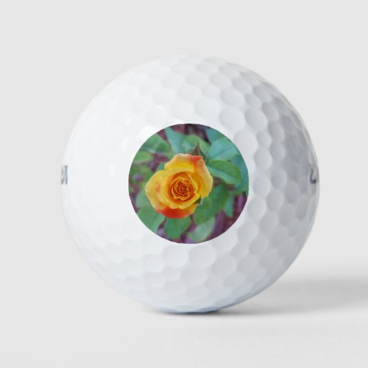 Orangelbe Rose mit Morgentau Golfball (Vorderseite)