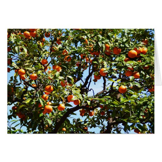 Orangen (Vorderseite (Horizontal))