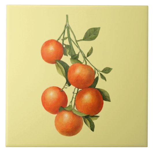 Orangen ~ Botanische Tile ~ Küche ~ Farbe ~ Fliese (Vorderseite)