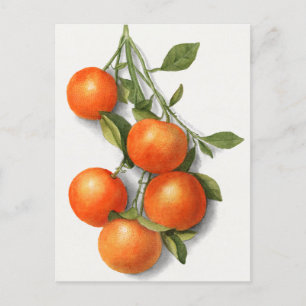 Orangen (Calamondin) Frucht Aquarellmalerei Po Postkarte