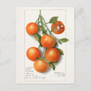 Orangen (Calamondin) Frucht Aquarellmalerei Postkarte
