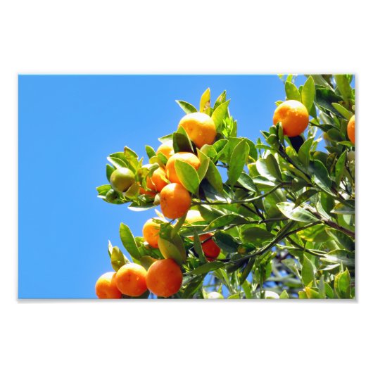 Orangen Fotodruck (Vorne)