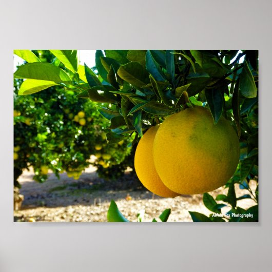 Orangen im Valencia-Orangenhain Poster (Vorne)