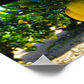 Orangen im Valencia-Orangenhain Poster (Ecke)