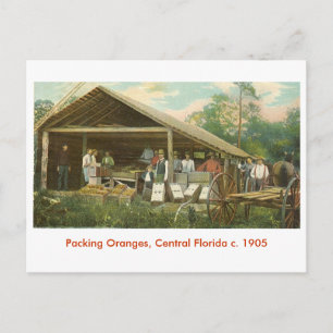 Orangen, Mittelflorida, um 1905 Postkarte