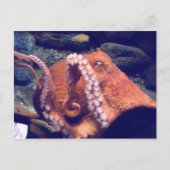 Orangen-Octopus-Foto Postkarte (Vorderseite)