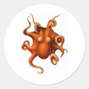 Orangen-Oktopus Runder Aufkleber