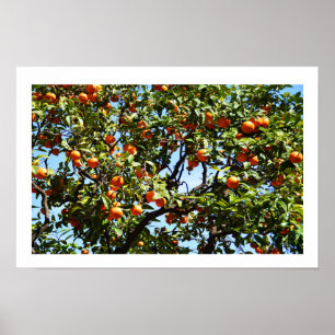Orangen Poster
