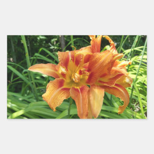 Orangen Taglilienblüten Horizontal Rechteckiger Aufkleber